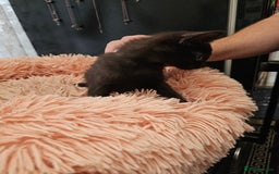 Mixed Breed cats for sale: KITTENS READY TO LEAVE NOW ONLY  1 BLACK GIRL LEFT - Image 11