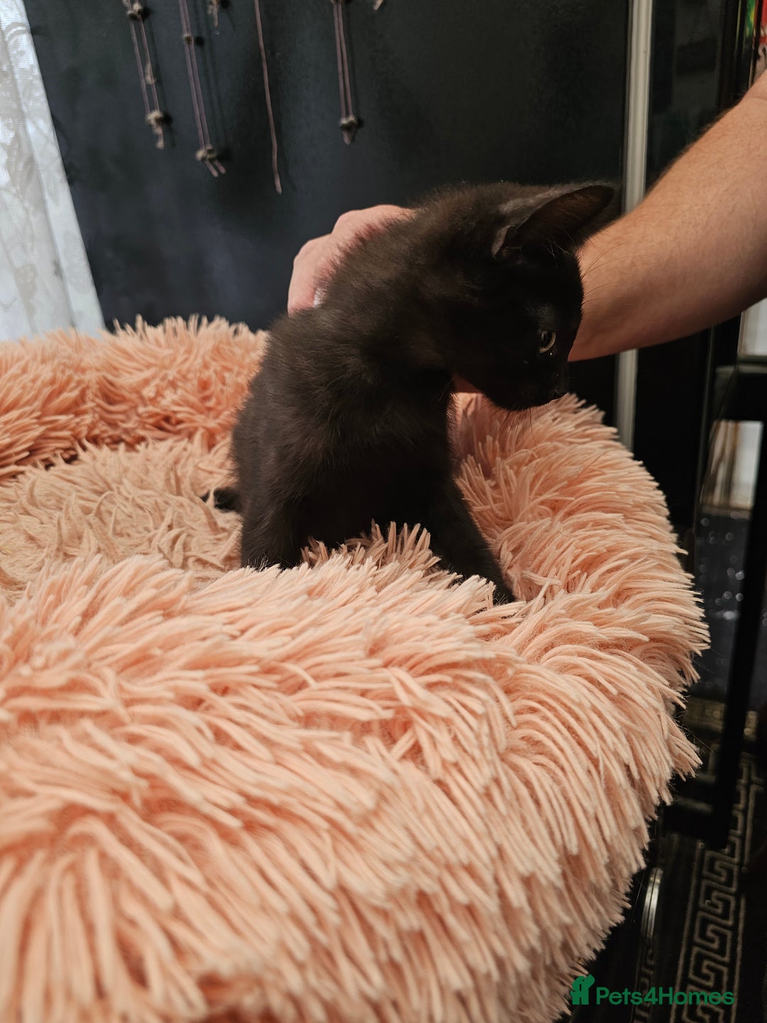 Mixed Breed cats for sale: KITTENS READY TO LEAVE NOW ONLY  1 BLACK GIRL LEFT - Image 11