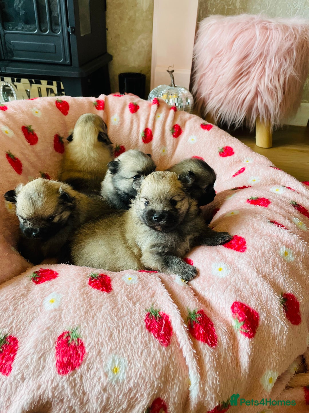 Pomeranian dogs for sale: KC Teddy Bear Pomeranians  - Image 1