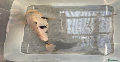 Koi Carp fish - Advert 2