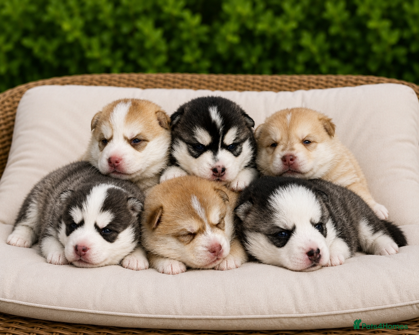 Pomsky dogs F4 Pomsky Puppies  - Advert 1