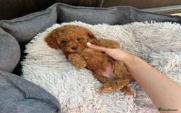 Toy Poodle dogs for sale: Toypoodle puppies for sale  - Image 2