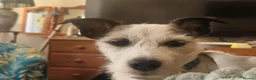Jack Russell dogs for sale: Pedigree Jack Russell Terrier  in Filey - Advert 16