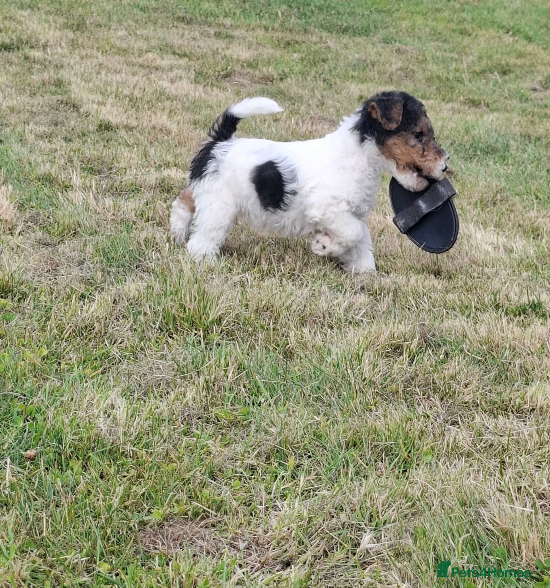 Fox Terrier dogs Wire fox terrier puppies for sale - Advert 1