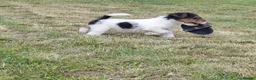 Fox Terrier dogs for sale: Wire fox terrier puppies for sale - Advert 1