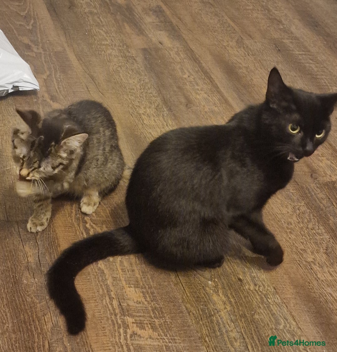 Mixed Breed cats for sale: Kitten - Advert 3