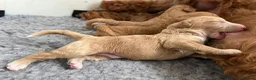 Mixed Breed dogs for sale: ❤️❤️ AUSTRALIAN GOLDENDOODLES ARE COMING SOON❤️❤️ in Northallerton - Advert 9