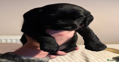 Cockerdor dogs Beautiful Cockerador Puppies - Advert 4