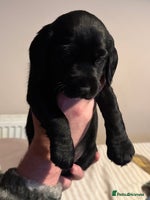 Cockerdor dogs Beautiful Cockerador Puppies - Advert 4