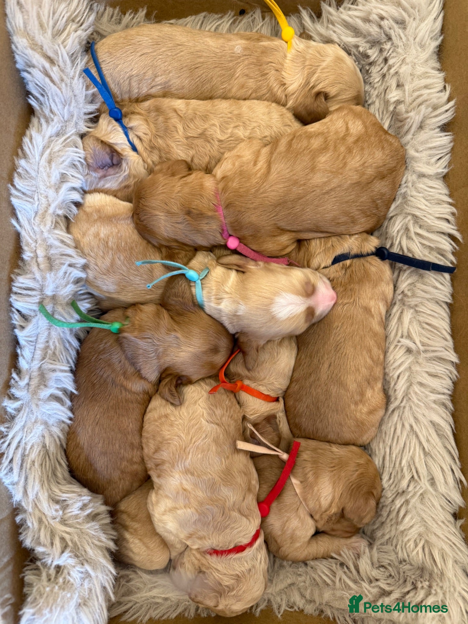 Cockapoo dogs ✨ Exceptional F2 Miniature Cockapoo Puppies ✨ - Advert 13
