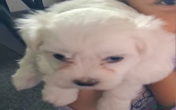 Mixed Breed dogs for sale: Beautiful Maltipoo Puppies 💙 - Image 3