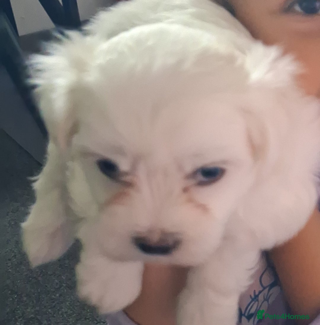Mixed Breed dogs for sale: Beautiful Maltipoo Puppies 💙 - Image 3