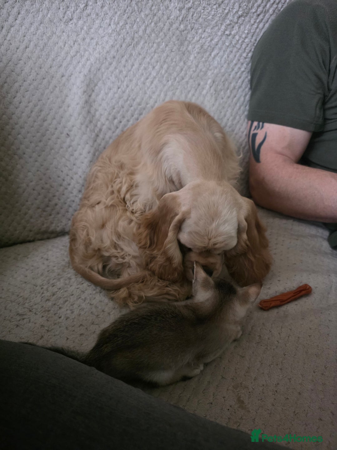 American Cocker Spaniel dogs for sale: Stunning Anerican Cocker spaniels girl - Advert 35