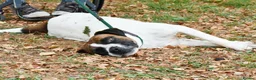 Mixed Breed dogs for adoption: Donky - Advert 8
