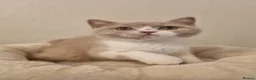 British Shorthair cats for stud: Beautiful Proven Champion Lilac Stud - Advert 9
