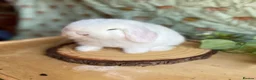 Mini Lop rabbits for sale: ⭐ FRIENDLY BABY MINI LOPS ⭐  - Advert 19