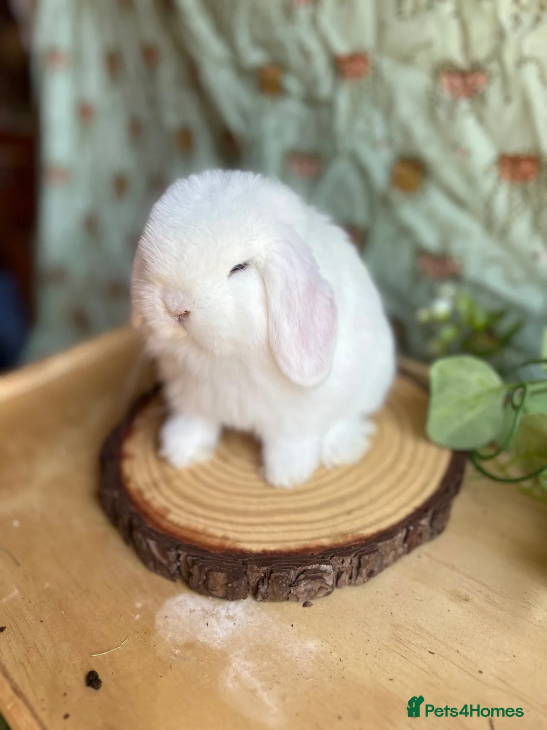 Mini Lop rabbits for sale: ⭐ FRIENDLY BABY MINI LOPS ⭐  - Advert 19