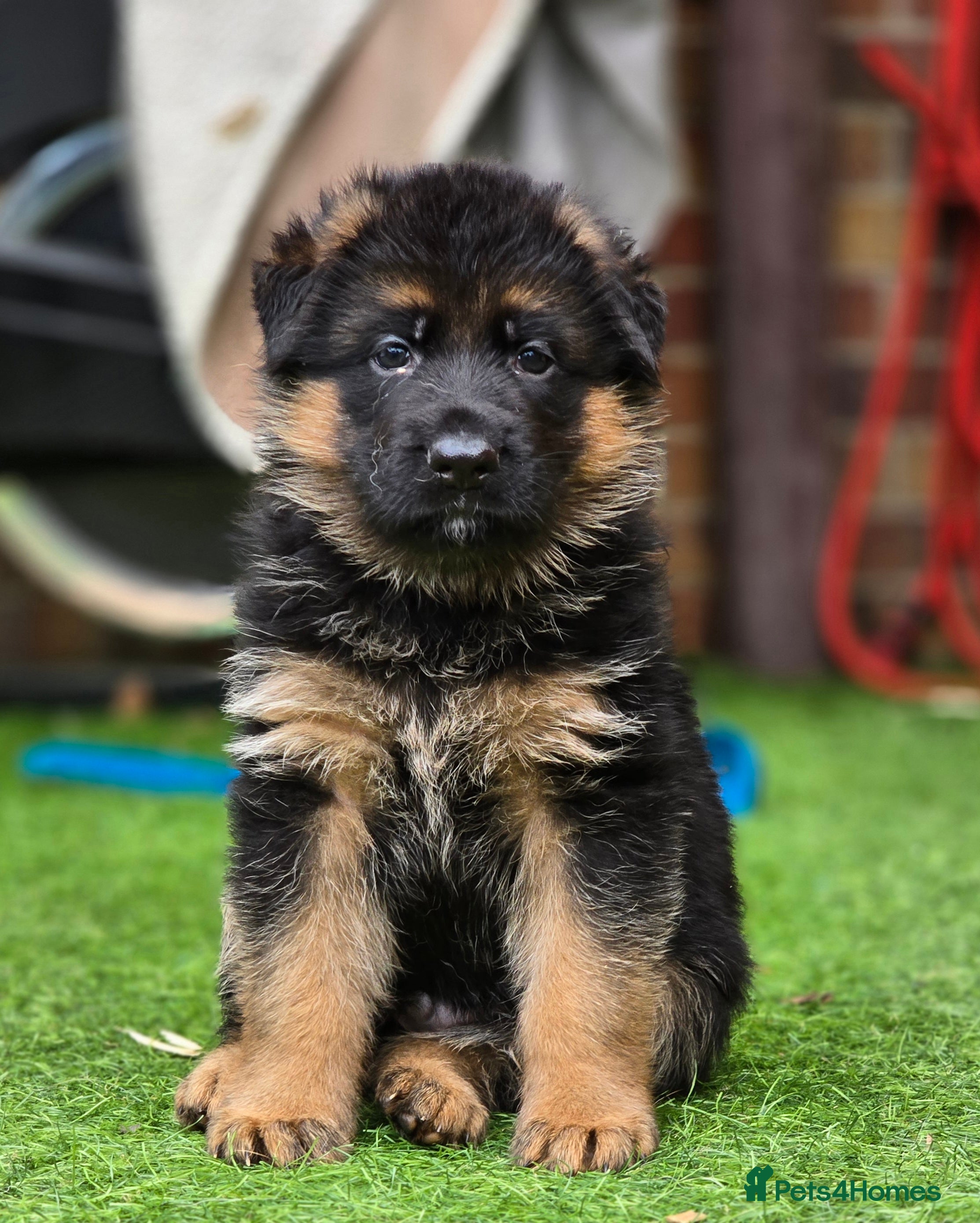 German Shepherd dogs KC Reg GSD – Top Health Tested Parents - Advert 3