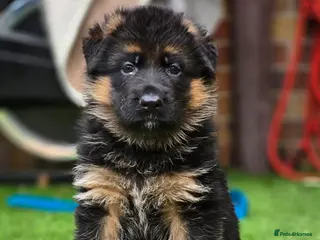 German Shepherd dogs KC Reg GSD – Top Health Tested Parents - Advert 1