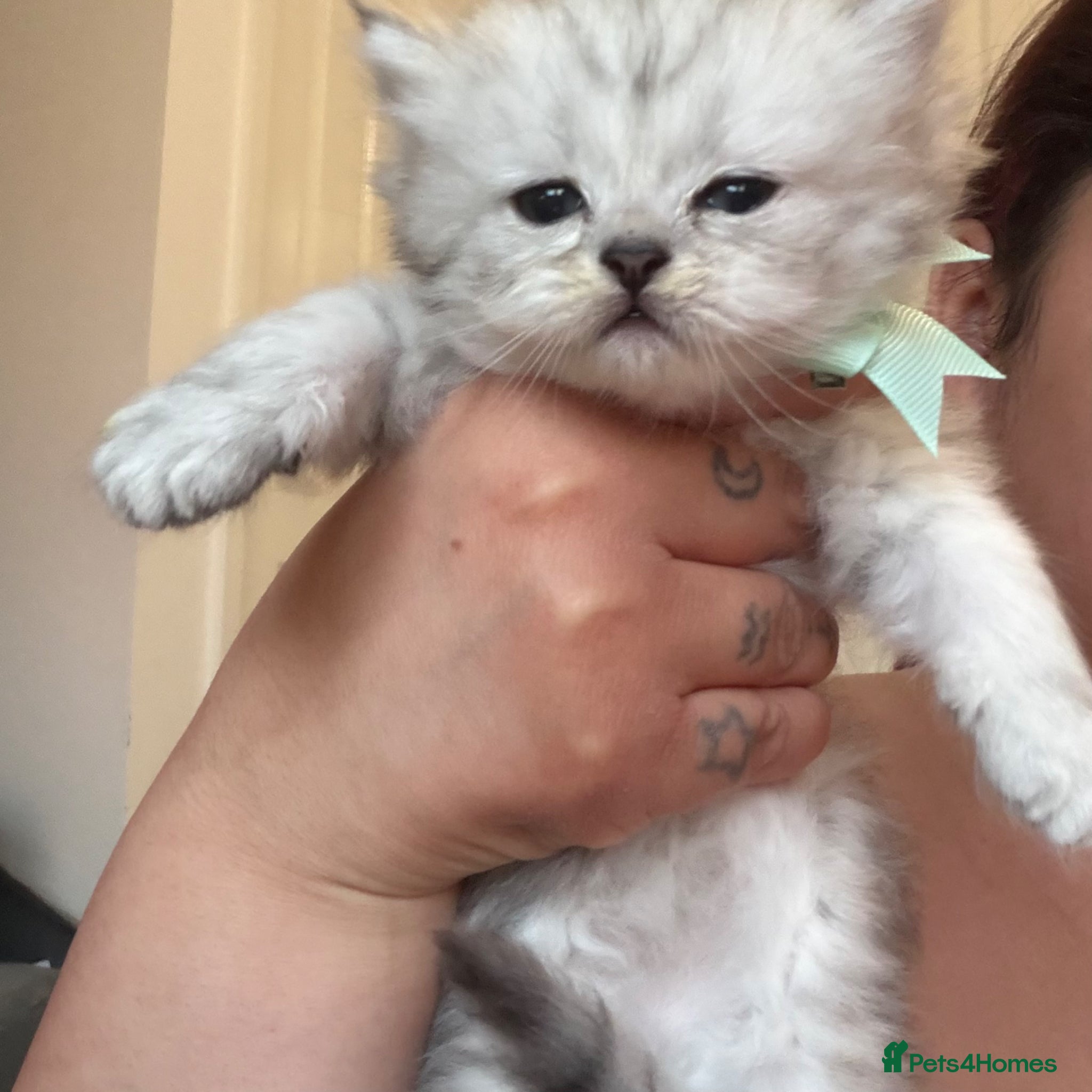 Persian cats for sale: £500 REDUCED dollface Persian available  - Advert 5
