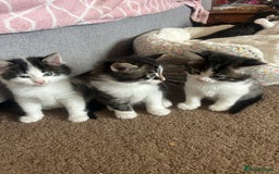 British Longhair cats for sale: Stunning friendly kittens - Image 34