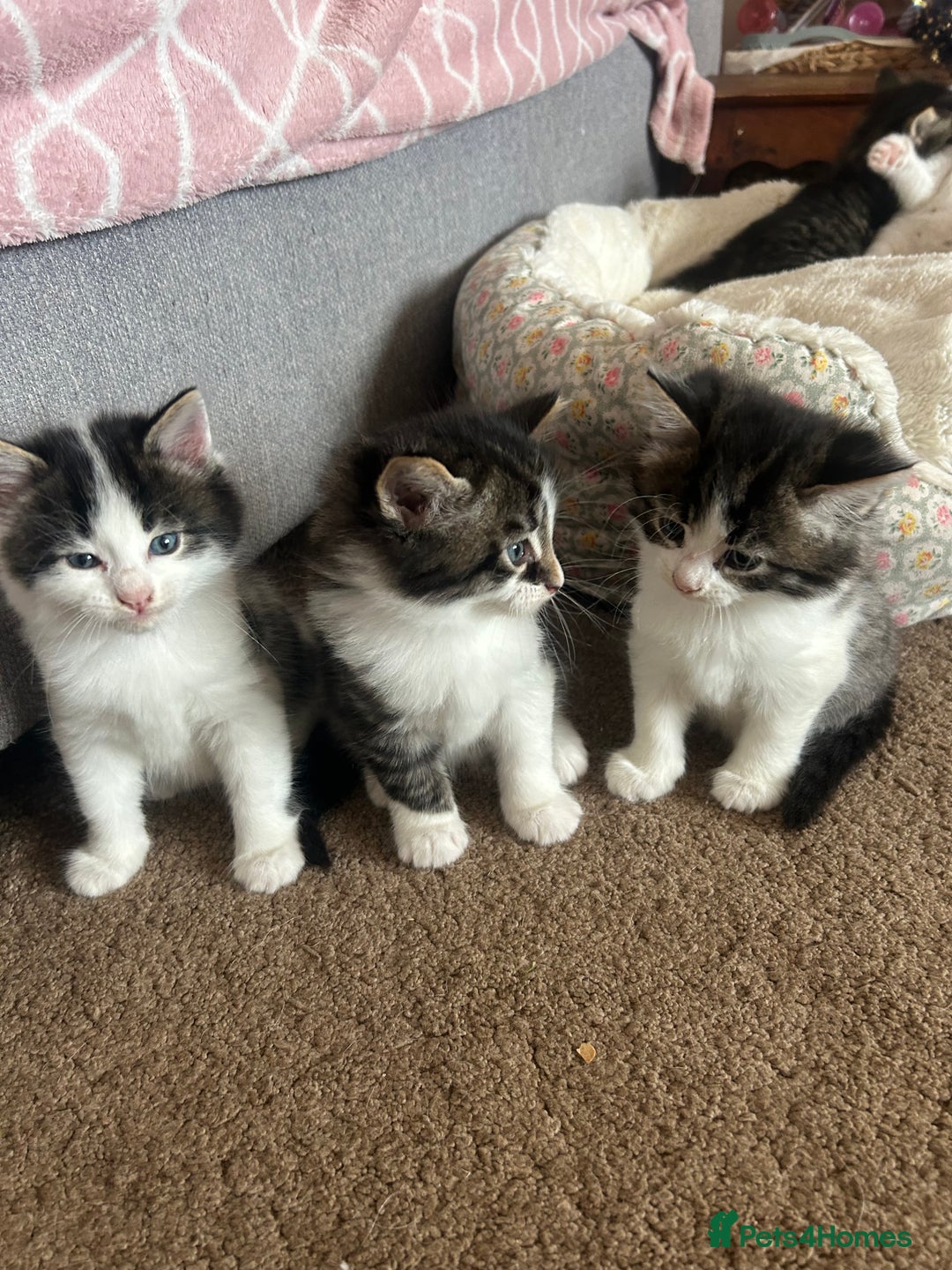 British Longhair cats for sale: Stunning friendly kittens - Image 34