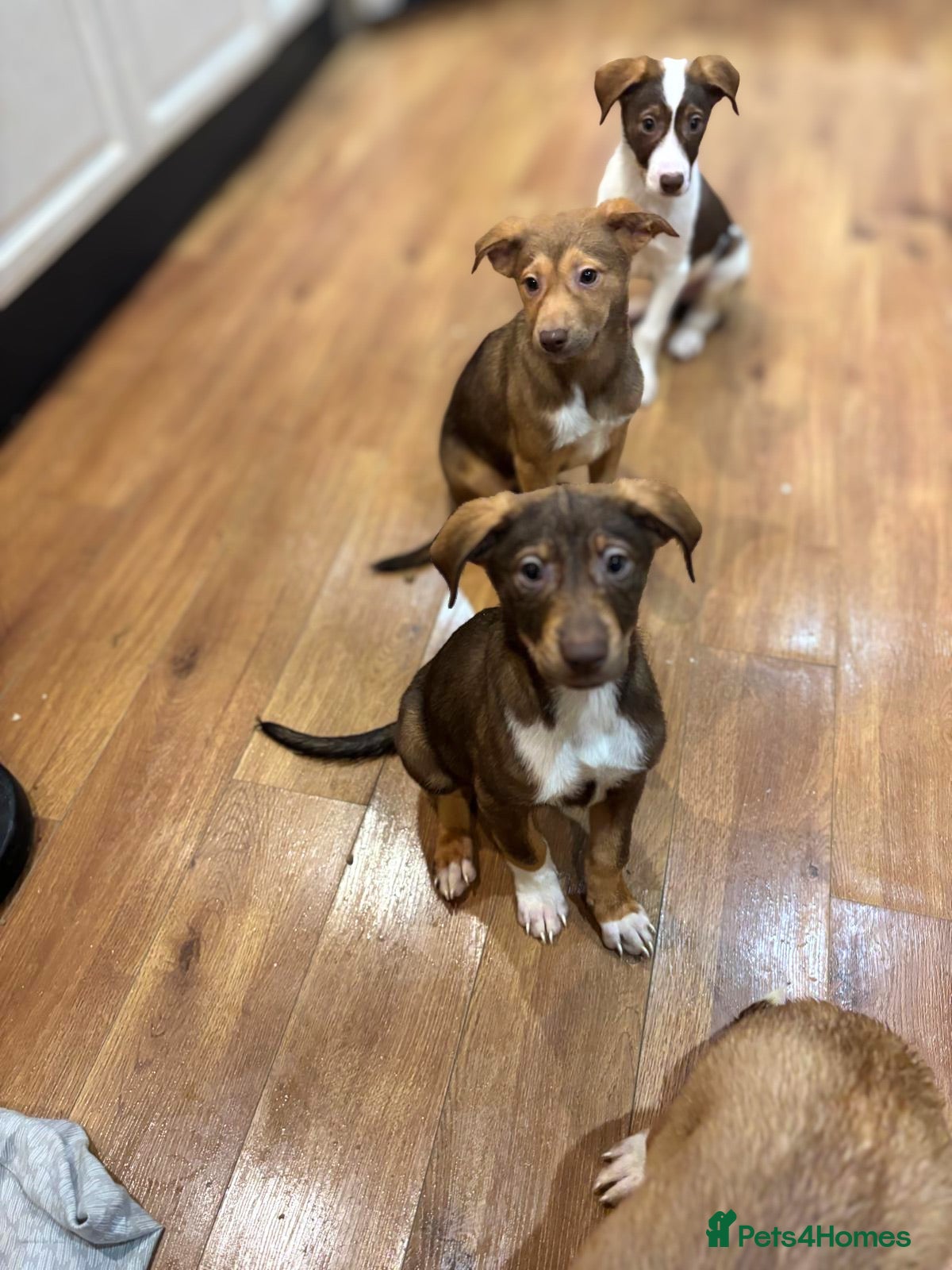 Mixed Breed dogs for sale: Mixed Breed Pups - Advert 2
