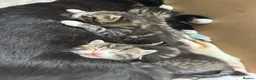 Mixed Breed cats for sale: Kittens  - Advert 7