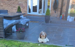 Shih Tzu dogs for stud: Proven Stud dog - Image 4
