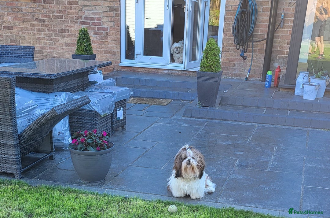 Shih Tzu dogs for stud: Proven Stud dog - Image 4