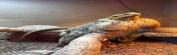 Bearded Dragon reptiles for sale: Beautiful male bearded dragon Dennis ♥️ - Advert 3