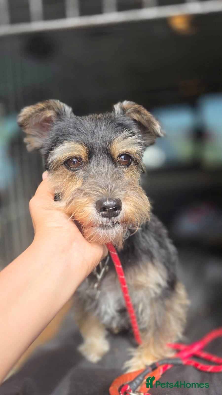 Yorkshire Terrier dogs for adoption: Linda in Holywell - Advert 6