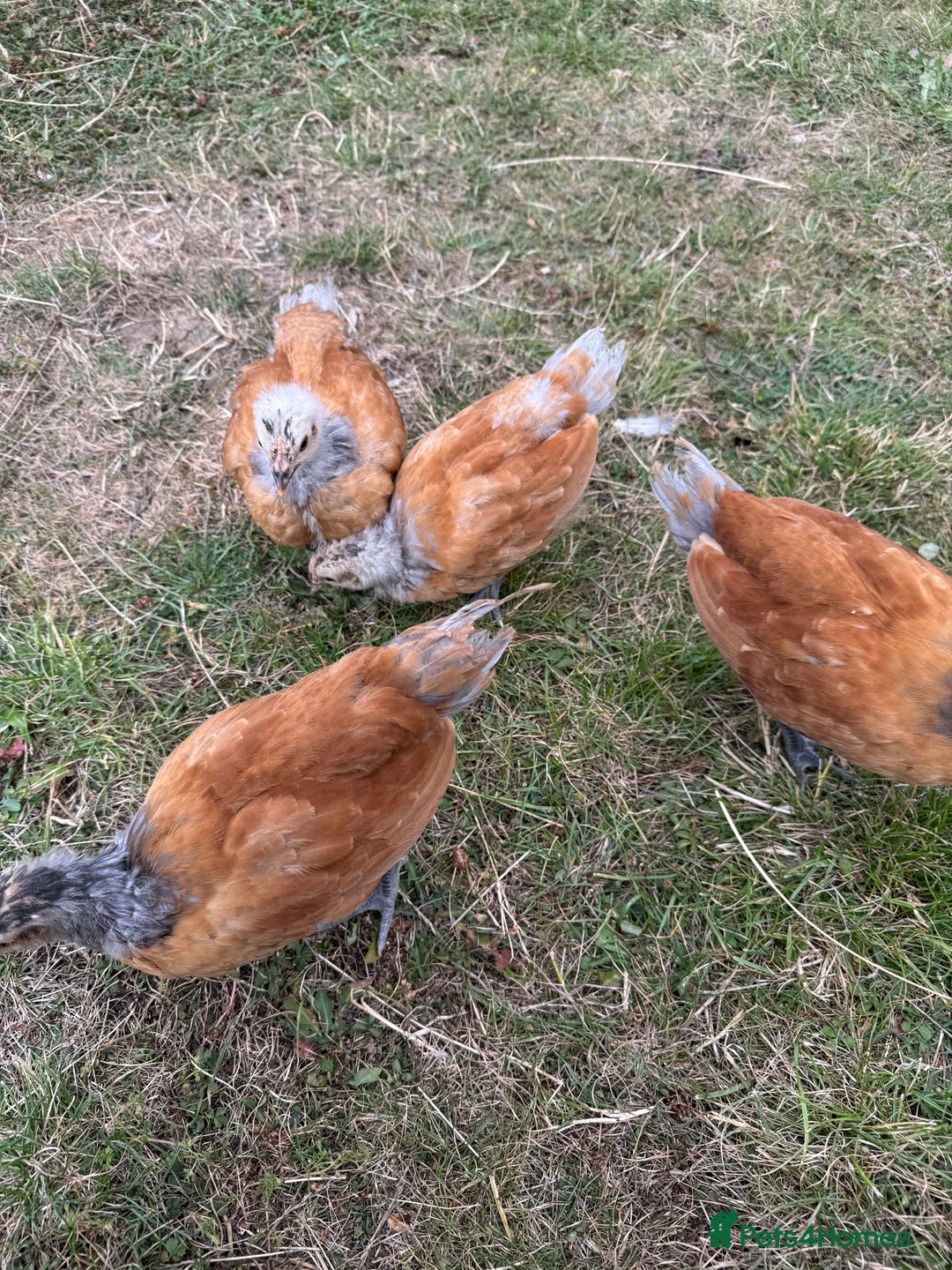 Chickens poultry for sale: Purebred Vorwerk chicks and chickens for sale - Image 3