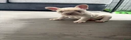 French Bulldog dogs for sale: Meet Bear 🐻 in Saint Helens - Advert 18