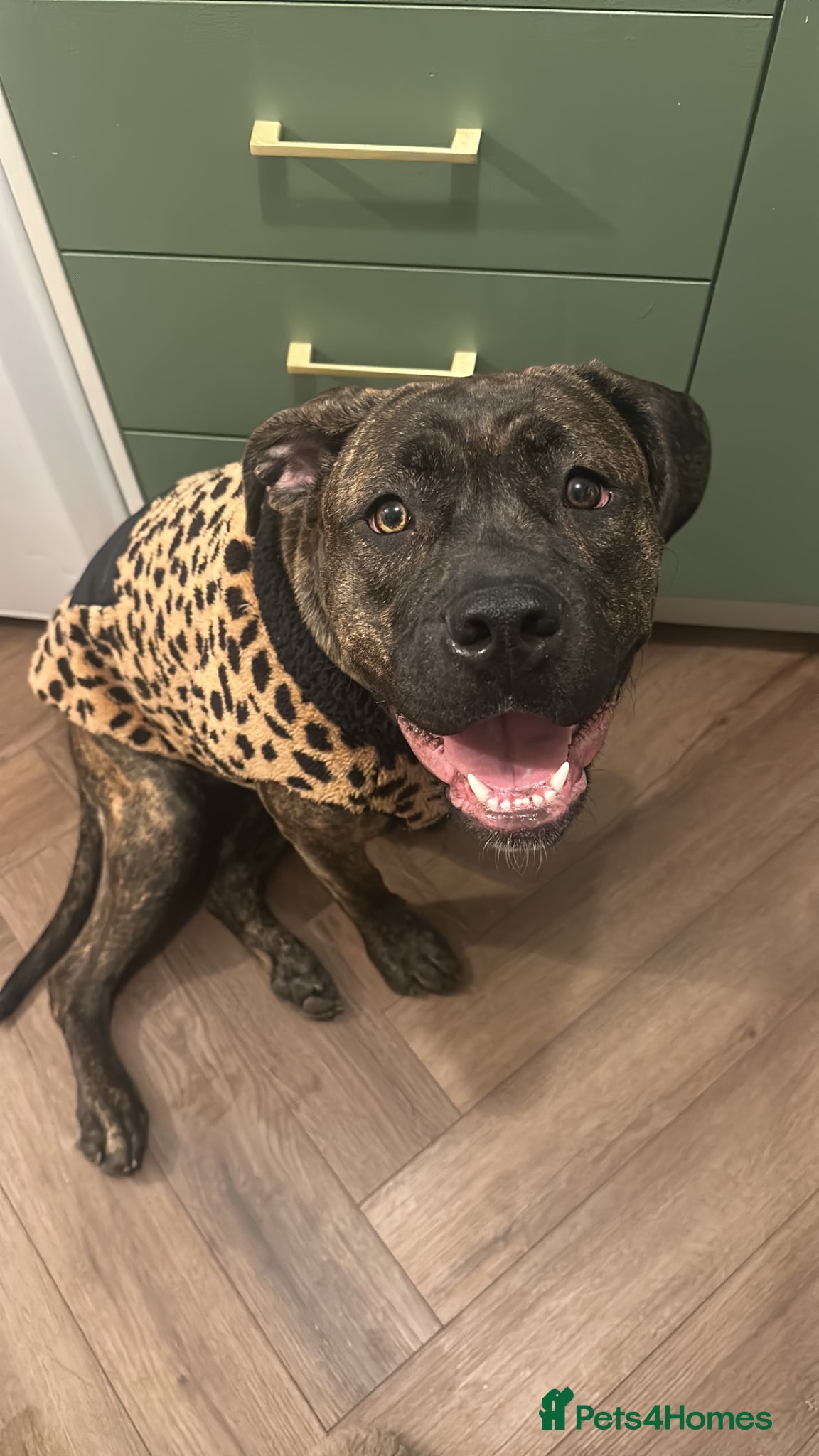 Mixed Breed dogs Staffy x Cane Corso  - Advert 4
