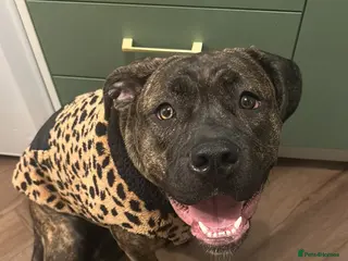 Mixed Breed dogs Staffy x Cane Corso - Advert 1