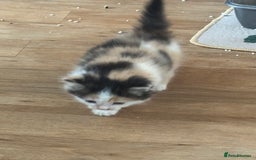 Domestic Shorthair cats for sale: 7 kittens ready to go 21 September  - Image 8