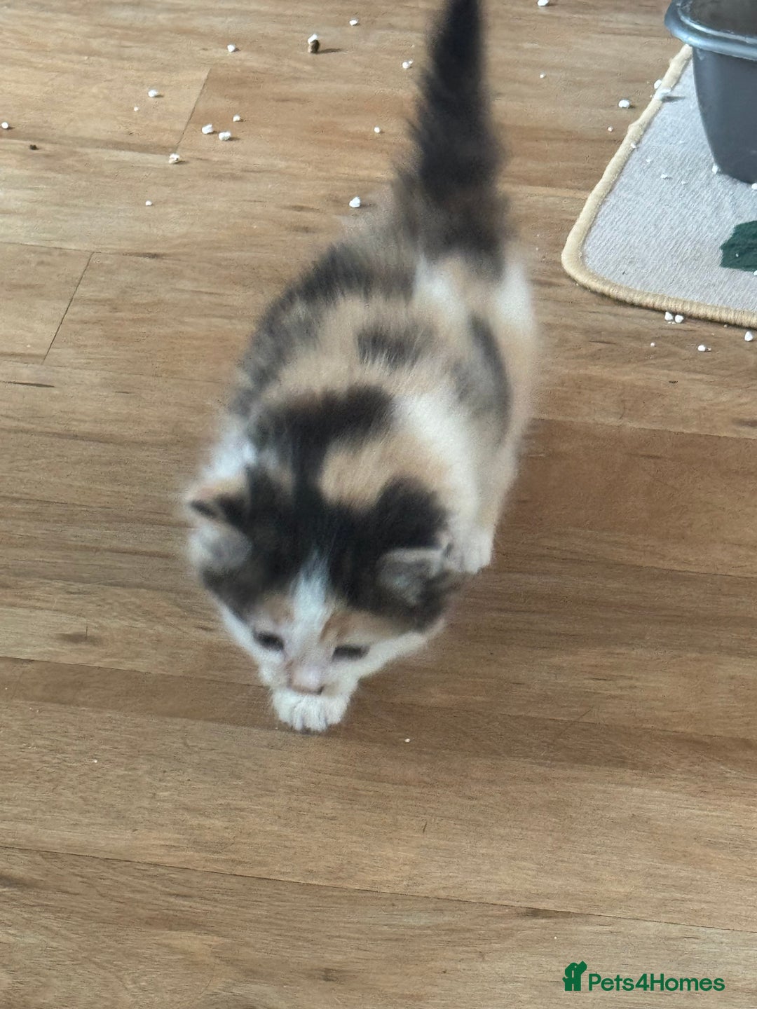 Domestic Shorthair cats for sale: 7 kittens ready to go 21 September  - Image 8