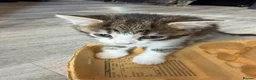 British Shorthair cats for sale: Two cute adorable kittens  - Advert 6