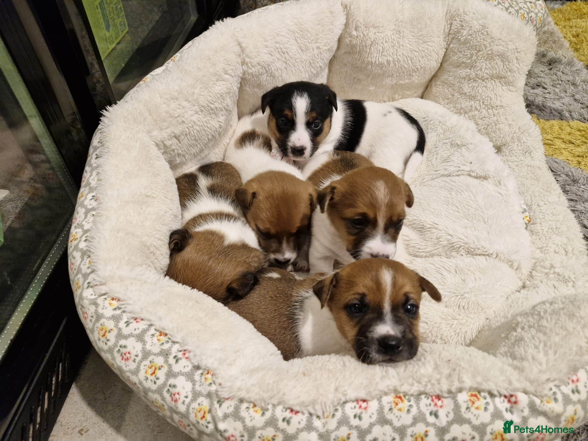 Jack Russell dogs Beautiful Jack Russell Puppies x 5 Boys  - Advert 14