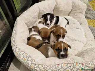 Jack Russell dogs Beautiful Jack Russell Puppies x 5 Boys - Advert 5