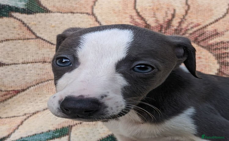 Whippet dogs - Advert 2
