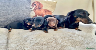 Miniature Dachshund dogs - Advert 11
