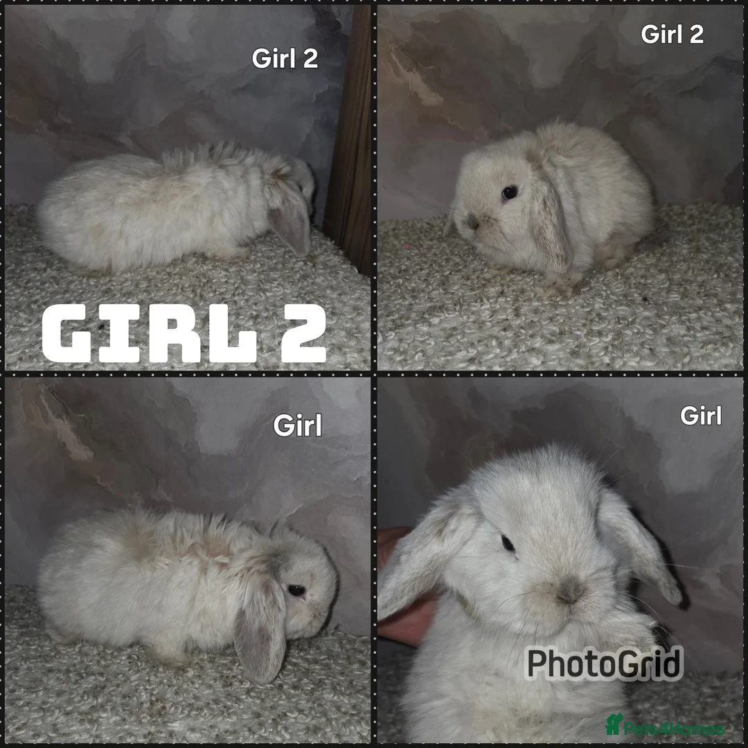 Mini Lop rabbits for sale: PURE MINI LOP BUNNIES ( All COLOURS) - Advert 26