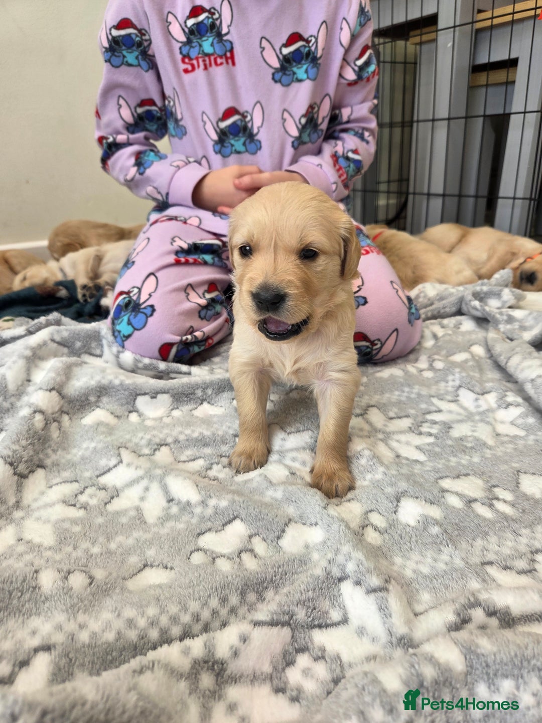 Golden Retriever dogs for sale: KC registered Beautiful Golden retriever puppies  - Advert 25
