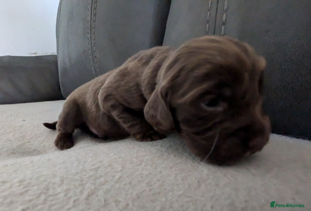 Cocker Spaniel dogs for sale: Chocolate/Chocolate Tan working cocker pups - Advert 24