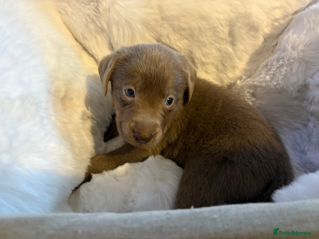 Labrador Retriever dogs for sale: Silver Labrador retriever puppies - Advert 8