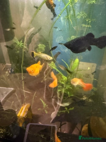 Mollies fish - Advert 15