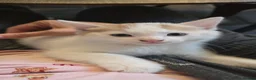 Mixed Breed cats for sale: Kittens looking for new home in Leigh - Advert 11