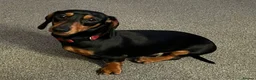 Miniature Dachshund dogs for sale: Beautiful little girl.  - Advert 10